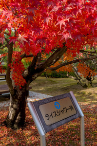 Kyoto02_RiceShower01.jpg